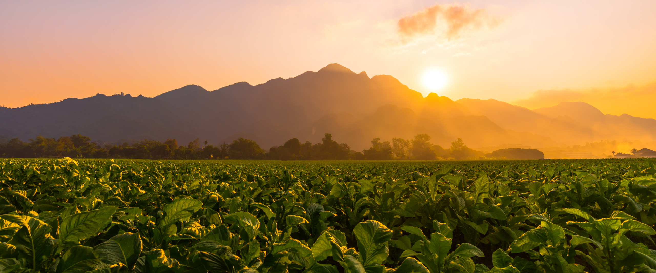 Tobacco field 